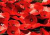Remembrance Day Banner Photo