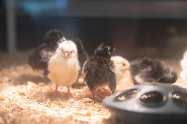 Y2: Henny Hatching Incursion Banner Photo