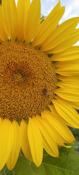 Stephanie Alexander Kitchen Garden Program Banner Photo