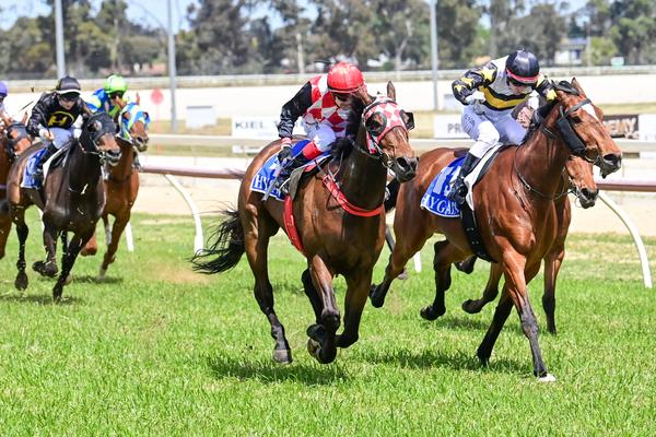 ST PATRICK'S CUP FAMILY RACES Banner Photo