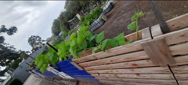 Stephanie Alexander Kitchen Garden Program Banner Photo
