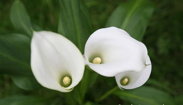 In Sympathy Banner Photo
