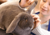 Certificate II in Animal Care Banner Photo
