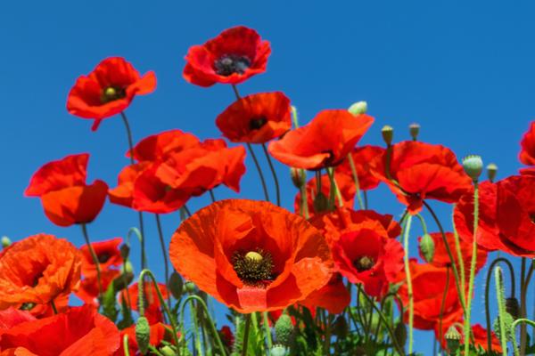Remembrance Day Banner Photo