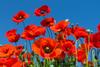 Remembrance Day Banner Photo