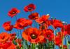 Remembrance Day Banner Photo