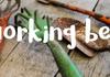 Working Bee - Sunday 15th March Banner Photo