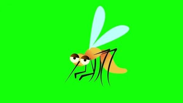 Protecting Against Mosquito-borne Diseases  Banner Photo