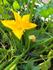 Sustainability  Banner Photo