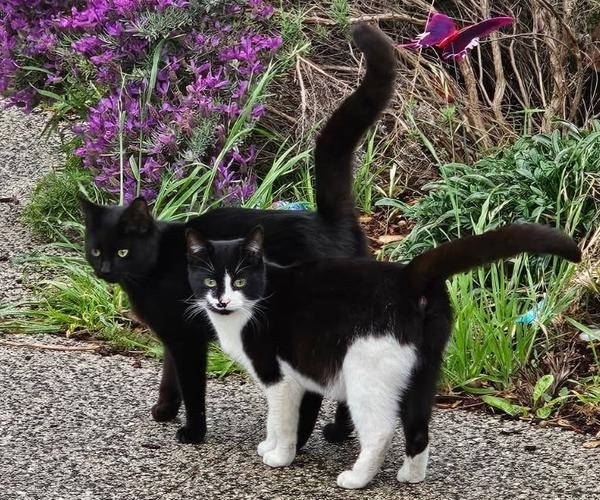 Kitten Update Banner Photo