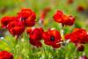 For Your Diary  Banner Photo