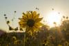 Learning & Growth - Melissa Harford Banner Photo