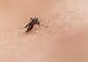 Protecting Against Mosquito-borne Diseases Banner Photo