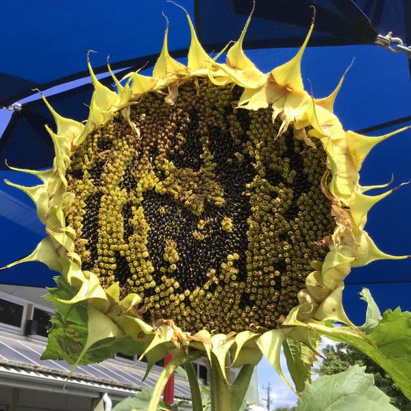Garden Banner Photo