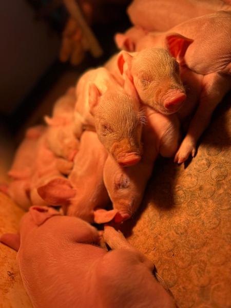 Farm baby bombardment! Banner Photo