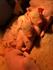 Farm baby bombardment! Banner Photo
