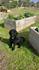 News from Bexley our school Well-Being Dog Banner Photo