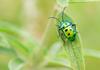Biology Banner Photo