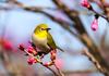 Aussie Backyard Bird Count Banner Photo
