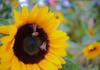 Working Bee Banner Photo
