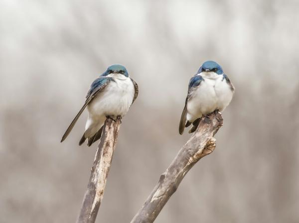 AUSSIE BIRD COUNT Banner Photo