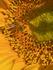 Kitchen Garden  Banner Photo