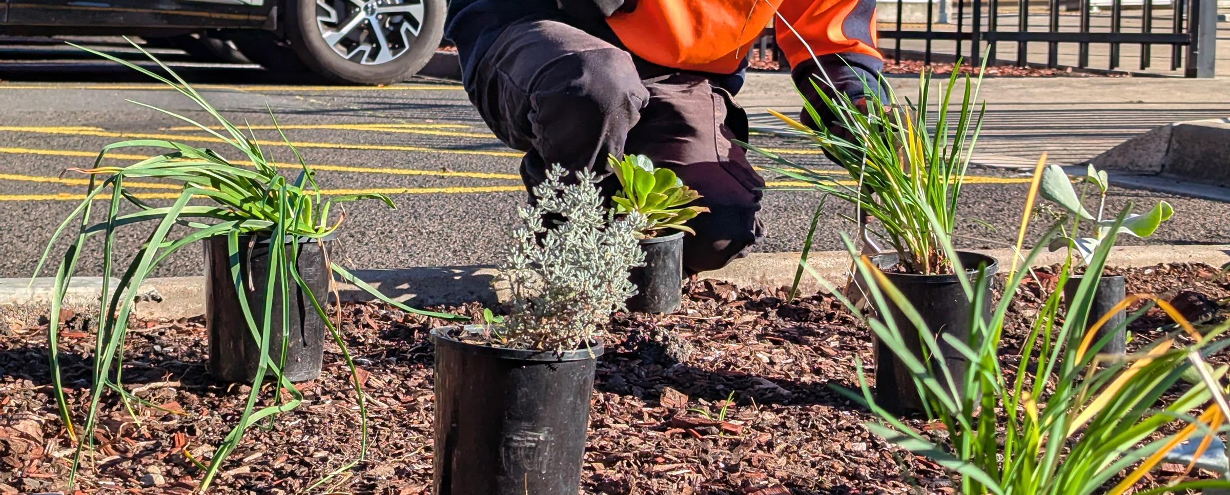 Planting & horticulture Banner Photo