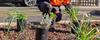 Planting & horticulture Banner Photo