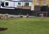 Little Lamb Banner Photo