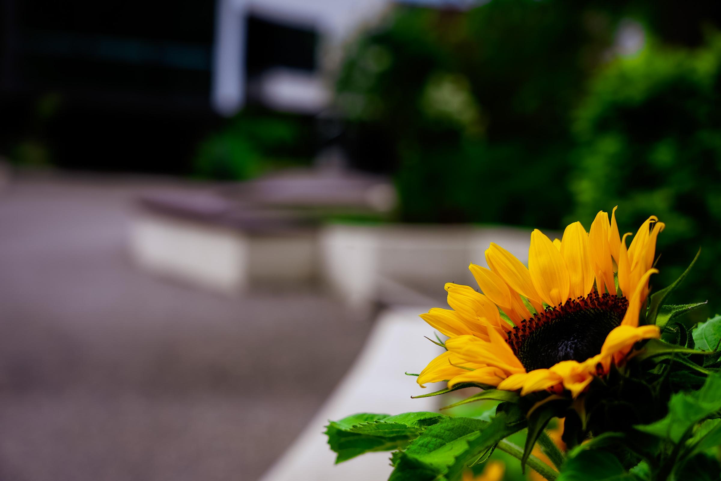 Banner Photo