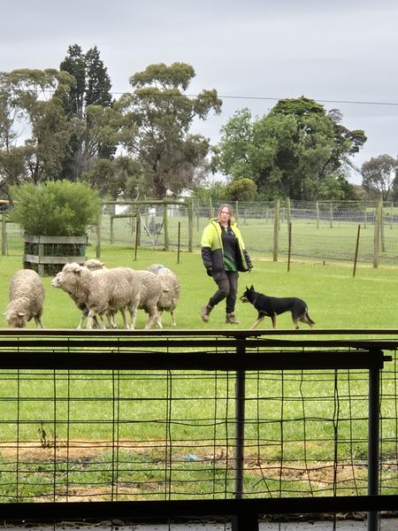 Chesterfield Farm Banner Photo