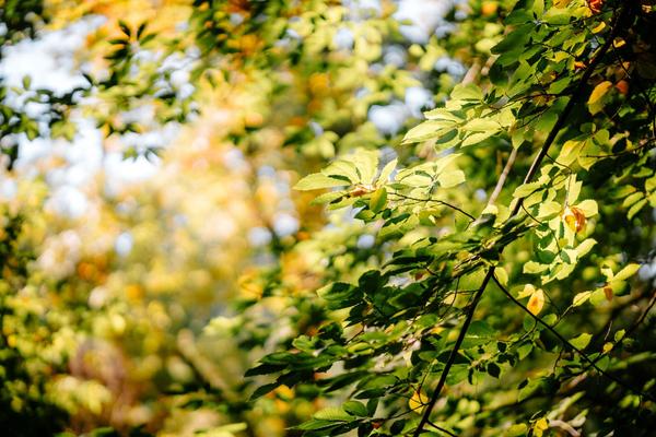 DEEP ROOTS, LASTING FRUIT Banner Photo