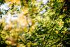 DEEP ROOTS, LASTING FRUIT Banner Photo