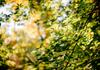 DEEP ROOTS, LASTING FRUIT Banner Photo