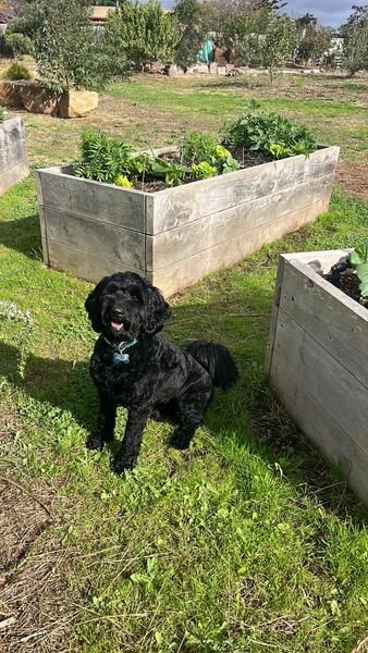 News from Bexley, our school Wellbeing Dog. Banner Photo