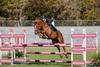 Equestrian Banner Photo