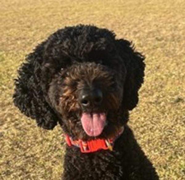 Harry - Wellbeing Dog Banner Photo