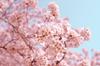 日本語　Japanese Banner Photo
