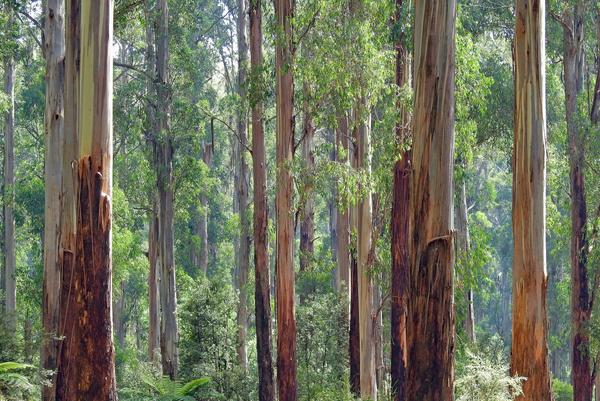Kinglake Fieldwork  Banner Photo