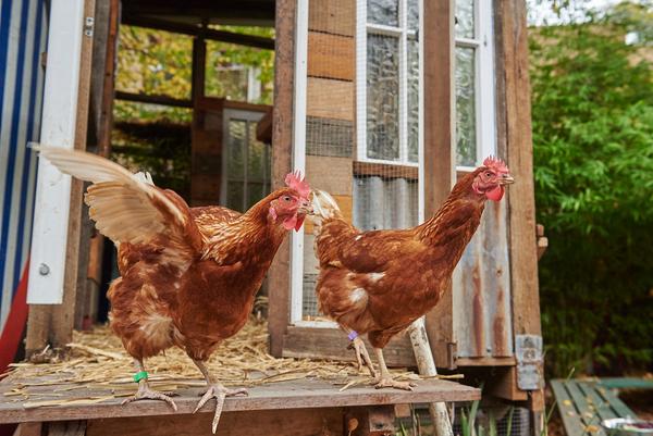 Chicken sitters needed! Banner Photo