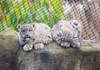 Melbourne Zoo Excursion Year 10 Science Banner Photo