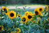 Garden Club Banner Photo