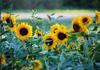 Garden Club Banner Photo