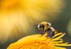 Working Bee Banner Photo