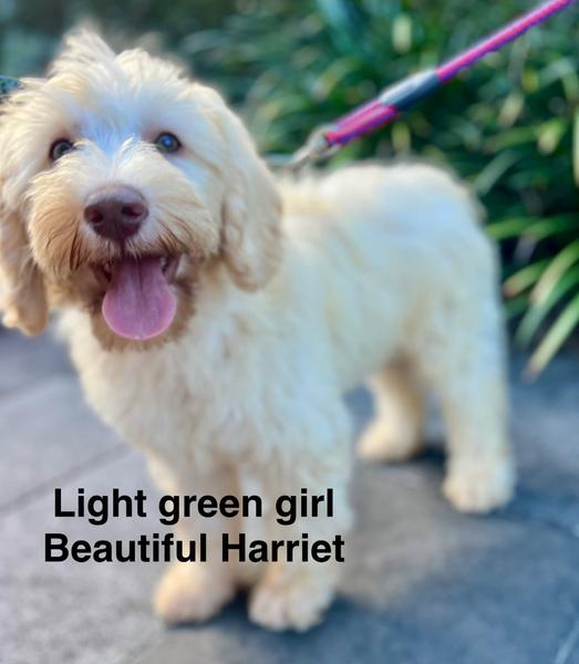 HARRIET Banner Photo