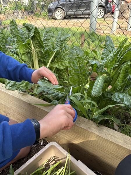 Year 4 Urban Gardening Banner Photo