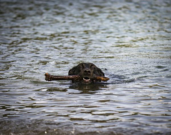 The Adventures of Frankie & Ash Banner Photo