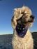 Paws for a Cause - Frances The HOPE Dog  Banner Photo