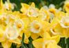 Daffodil Festival Banner Photo