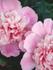 Mother's Day Banner Photo
